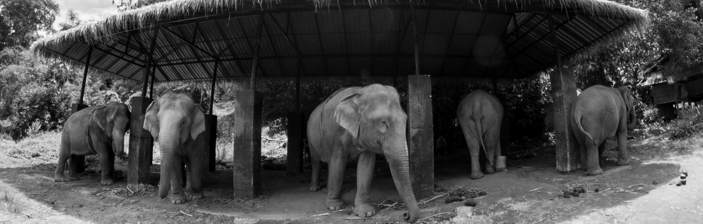 Human Rights vs. Animal Rights | Disappearing Elephants