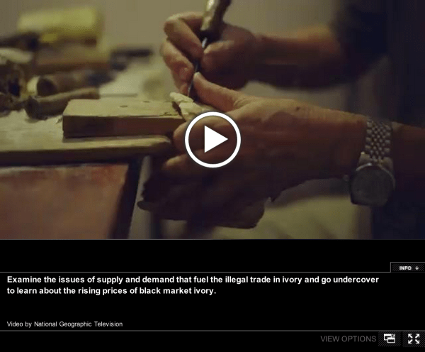 he economics of the illicit ivory trade